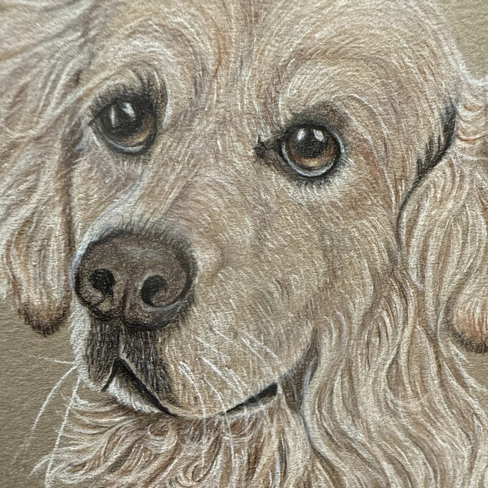 Vintage Original Golden Retriever Sketch-Signed (Unframed)
